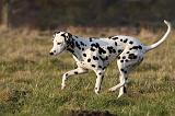 DALMATIEN 436